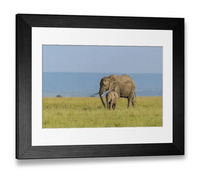 Framed Print : African elephant (Loxodonta africana)