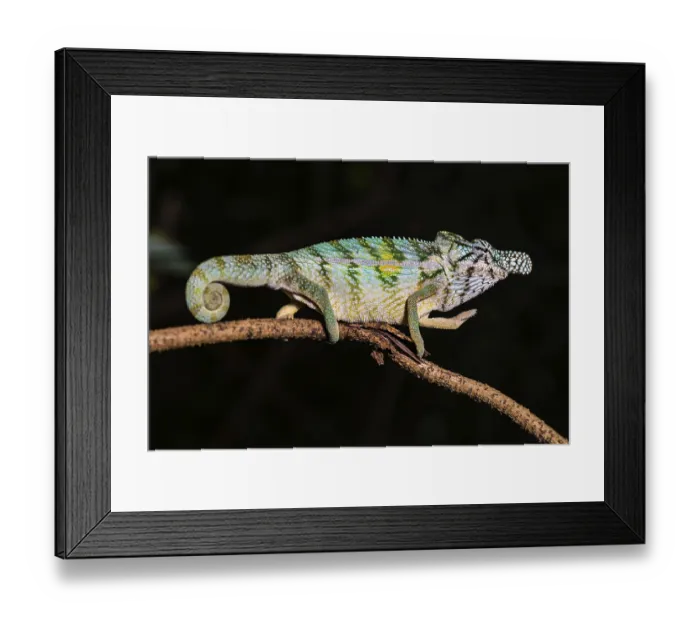 Framed Print : Rhinoceros chameleon (Furcifer rhinoceratus)