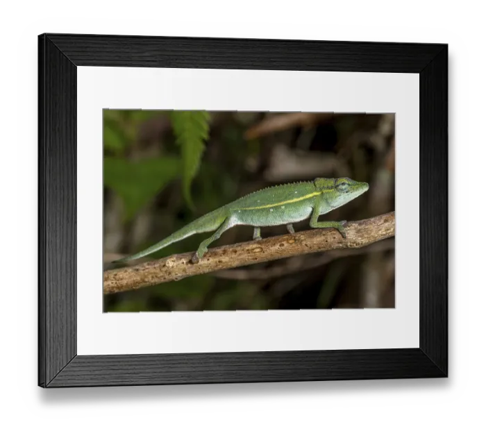 Framed Print : (Calumma guillaumeti), Marojejy National Park
