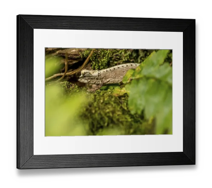 Framed Print : Montagne d Ambre Earth Chameleon (Brookesia desperata) Framed Print : Montagne d Ambre Earth Chameleon (Brookesia desperata)