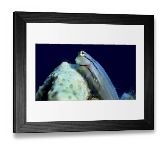 Framed Print : Nalolo (Ecsenius nalolo), Red Sea, Egypt, Africa