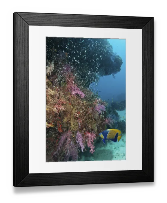 Framed Print : Blue-girdled angelfish (Pomacanthus navarchus)