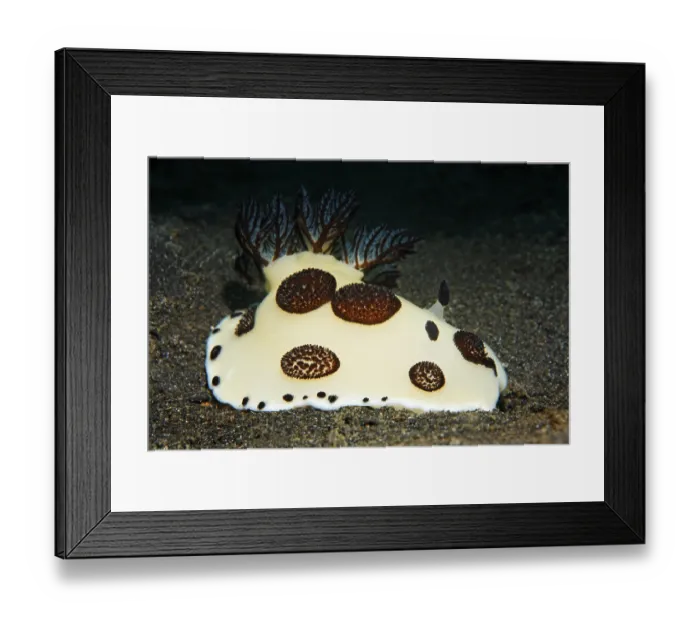 Framed Print : Nudibranch (Jorunna funerbris) on sand Framed Print : Nudibranch (Jorunna funerbris) on sand