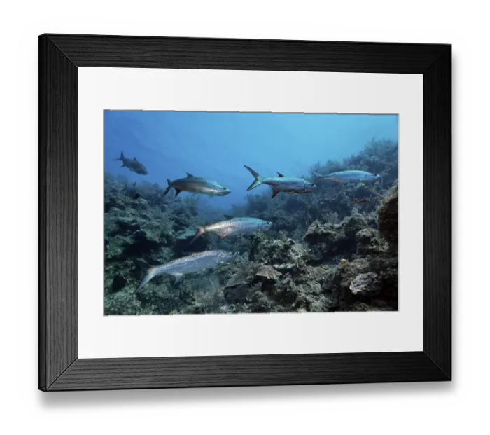 Framed Print : Shoal of atlantic tarpon (Megalops atlanticus) swimming over coral reef Framed Print : Shoal of atlantic tarpon (Megalops atlanticus) swimming over coral reef