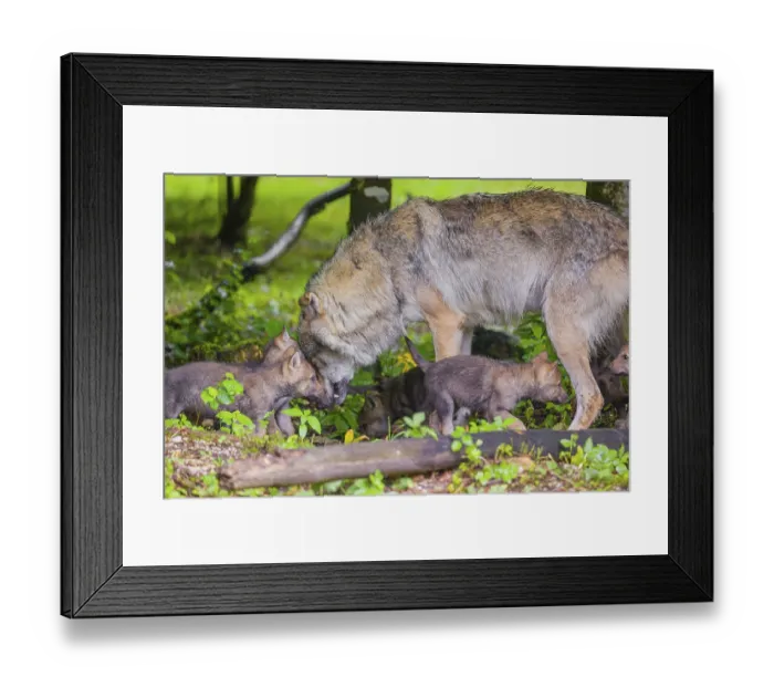 Framed Print : A male Eurasian Grey Wolf (Canis lupus lupus) feeds his pups with meat that he chokes out Framed Print : A male Eurasian Grey Wolf (Canis lupus lupus) feeds his pups with meat that he chokes out