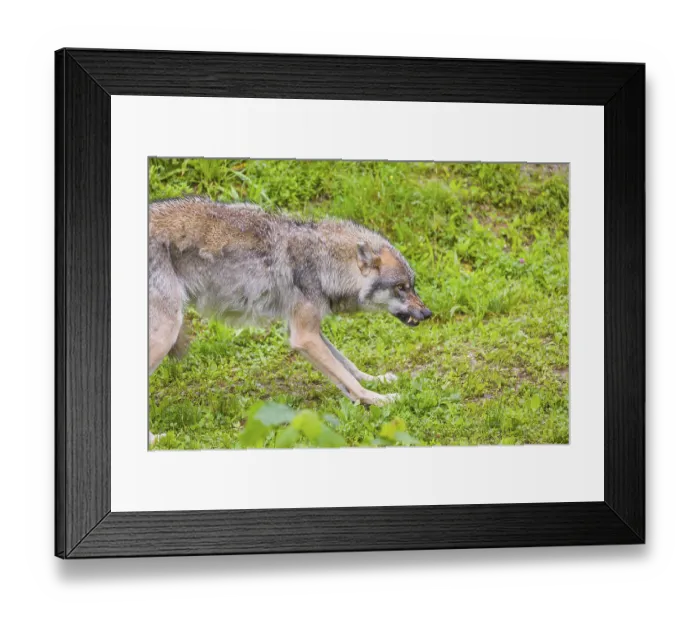 Framed Print : A male gray wolf (Canis lupus lupus) aggressively defends itself against a brown bear