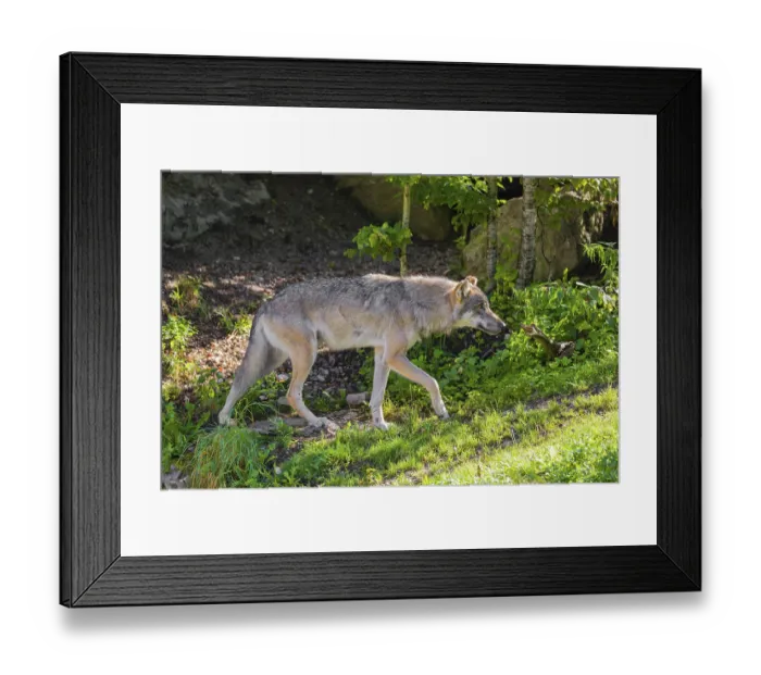 Framed Print : A male grey wolf (Canis lupus lupus) walks past his den in the forest on a sunny day