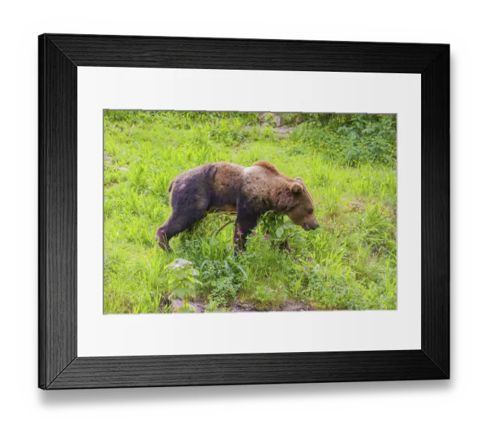 Framed Print : A young male eurasian brown bear (Ursus arctos arctos) runs across a meadow in hilly terrain Framed Print : A young male eurasian brown bear (Ursus arctos arctos) runs across a meadow in hilly terrain