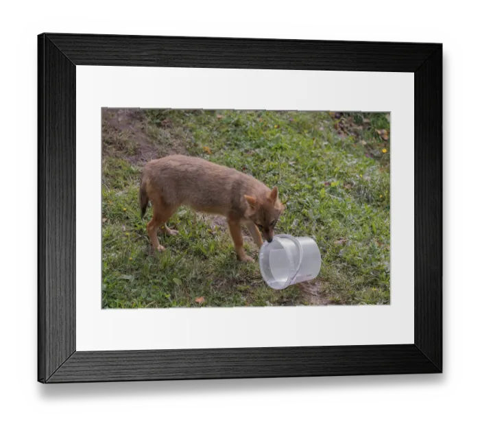 Framed Print : A golden jackal (Canis aureus) plays with a bucket on a green meadow Framed Print : A golden jackal (Canis aureus) plays with a bucket on a green meadow