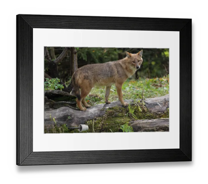 Framed Print : A golden jackal (Canis aureus) Framed Print : A golden jackal (Canis aureus)