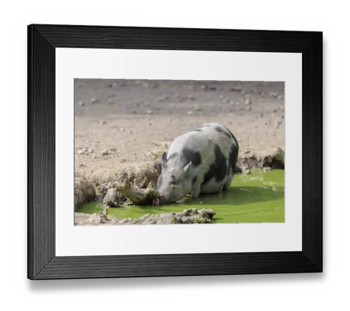 Framed Print : A female Vietnamese pot-bellied pig