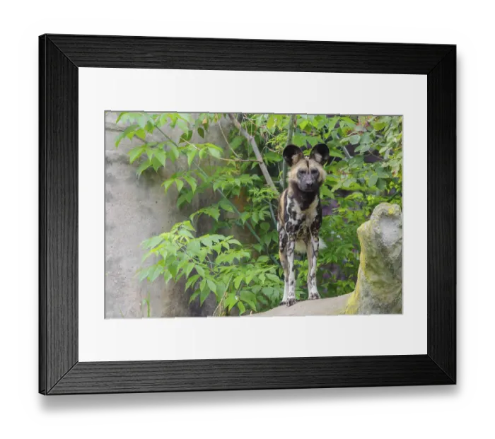 Framed Print : An African Wild Dog, Lycaon pictus