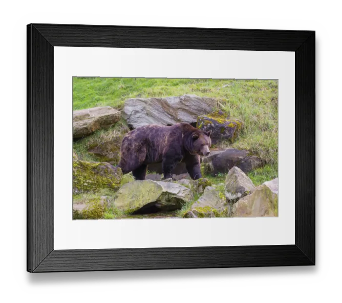 Framed Print : A eurasian brown bear (Ursus arctos arctos) stands on a meadow between rocks in hilly terrain