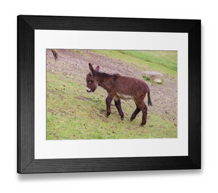 Framed Print : A young domestic donkey, Equus (africanus) asinus stands on a green paddock