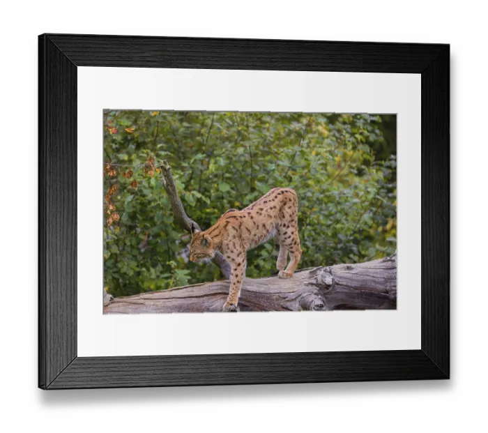 Framed Print : A Eurasian lynx (Lynx lynx) runs down a dead tree lying at an angle