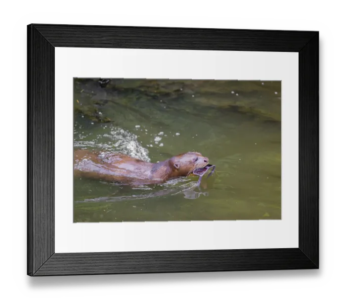 Framed Print : A giant otter or giant river otter (Pteronura brasiliensis)