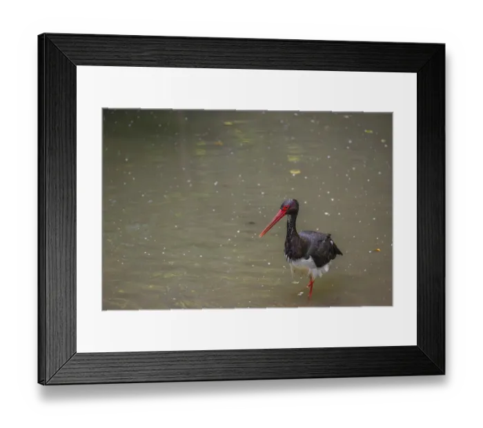 Framed Print : A black stork, Ciconia Nigra, stands in a shallow stream looking for food