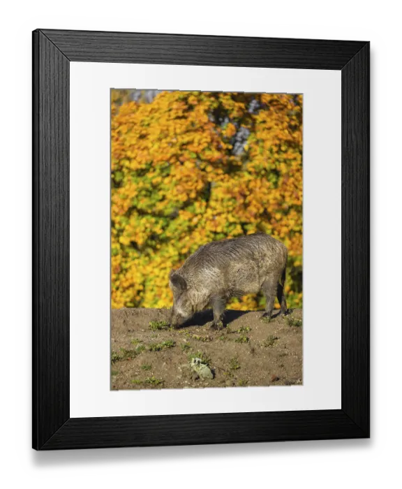 Framed Print : A wild boar or wild pig (Sus scrofa) Framed Print : A wild boar or wild pig (Sus scrofa)