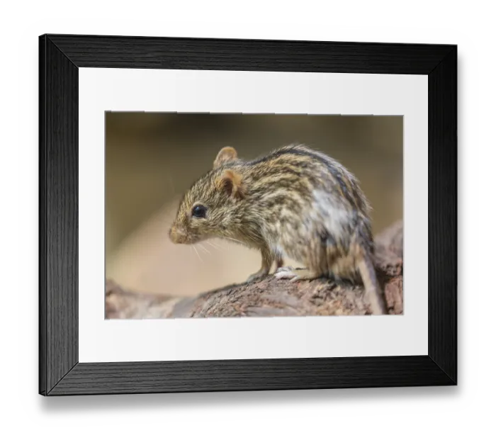 Framed Print : Striped Grass Mouse, Lemniscomys barbarus Framed Print : Striped Grass Mouse, Lemniscomys barbarus