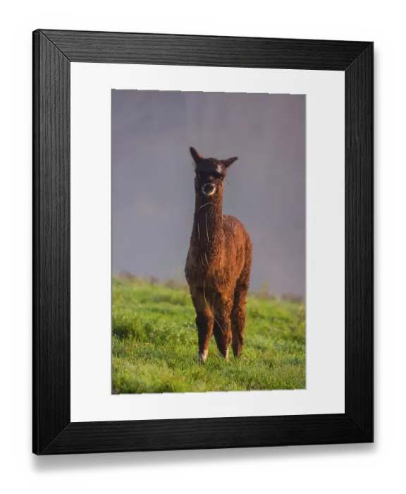 Framed Print : A young brown Alpaca (Vicugna pacos) stands on a green meadow
