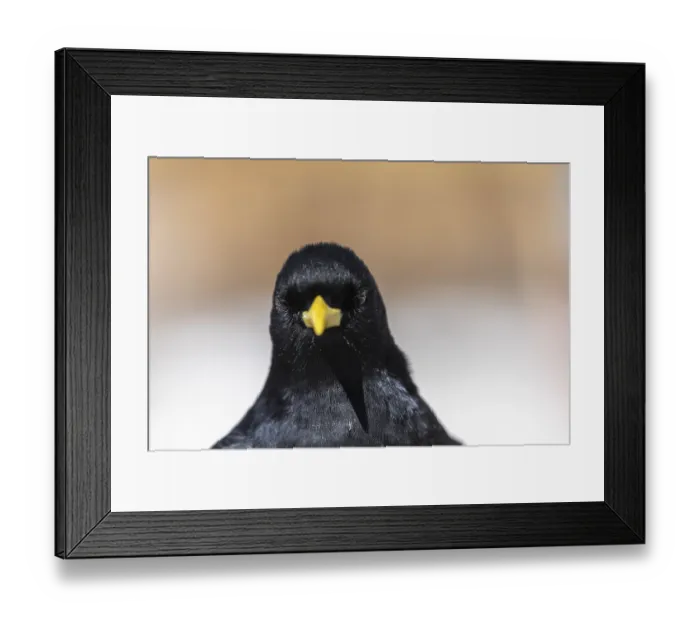 Framed Print : Portrait of an Alpine chough or yellow-billed chough (Pyrrhocorax graculus)