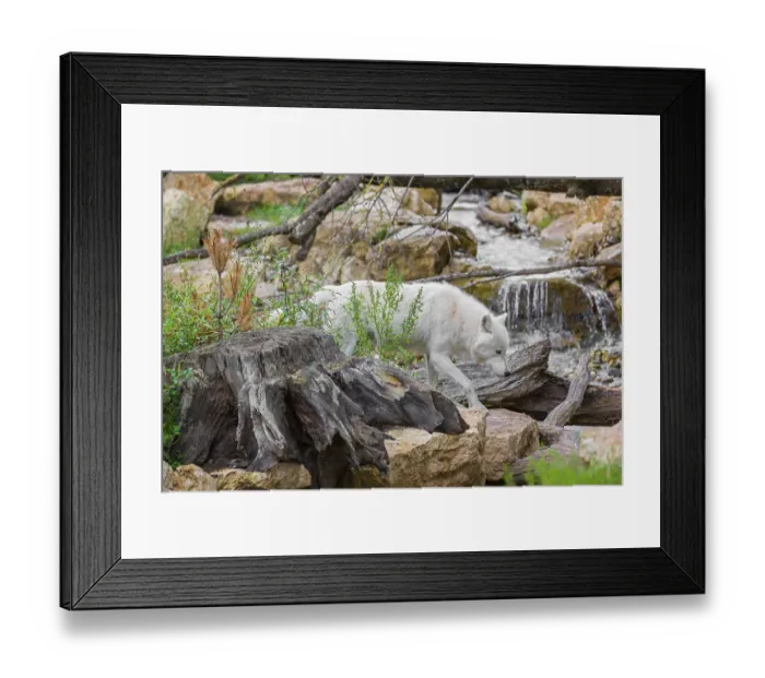 Framed Print : An Arctic wolf (Canis lupus arctos) runs over rocks