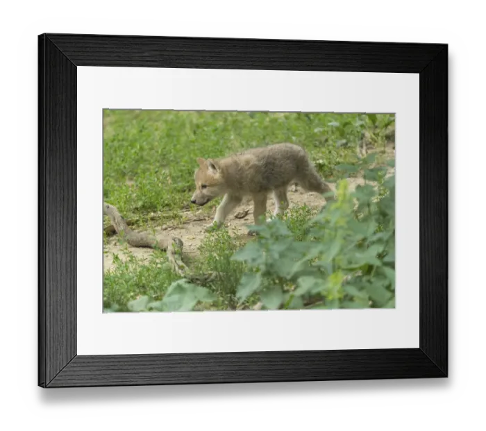 Framed Print : One four weeks old Arctic wolf cub (Canis lupus arctos) walking thru dense green vegetation on hilly ground
