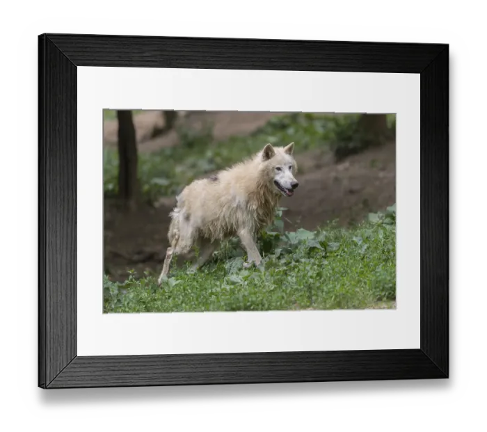 Framed Print : One Arctic wolf (Canis lupus arctos) walking thru green vegetation on hilly ground in a forest Framed Print : One Arctic wolf (Canis lupus arctos) walking thru green vegetation on hilly ground in a forest