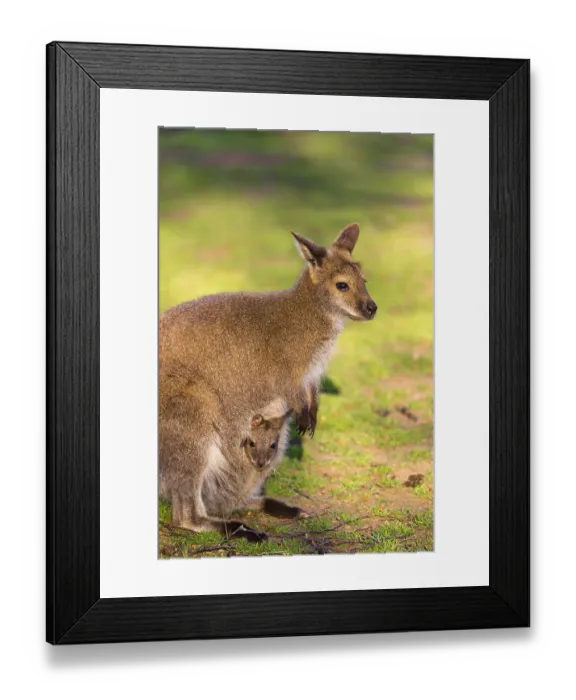 Framed Print : Red-necked wallaby or Bennett's wallaby (Macropus rufogriseus) with cub in her pouch