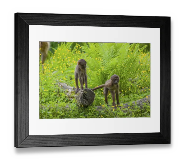 Framed Print : Two baby Gelada (Theropithecus gelada) Framed Print : Two baby Gelada (Theropithecus gelada)