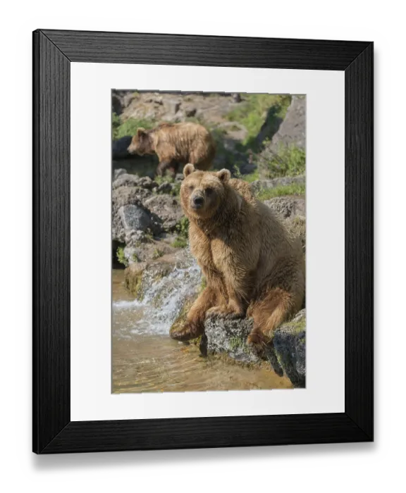 Framed Print : One eurasian brown bear (Ursus arctos arctos)