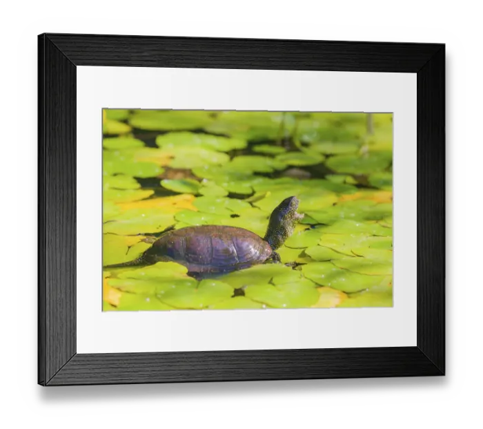Framed Print : A European pond turtle (Emys orbicularis) Framed Print : A European pond turtle (Emys orbicularis)