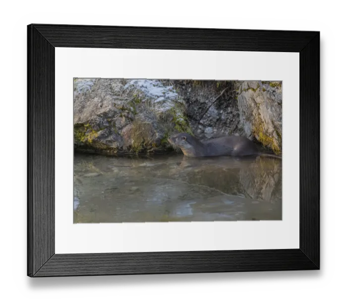 Framed Print : One Eurasian otter (Lutra lutra) Framed Print : One Eurasian otter (Lutra lutra)