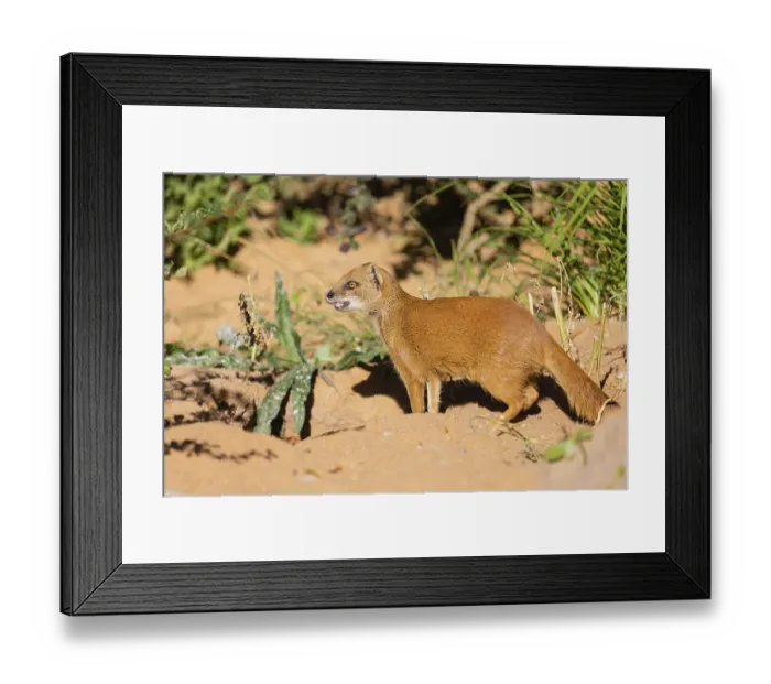 Framed Print : One yellow mongoose, Cynictis penicillata