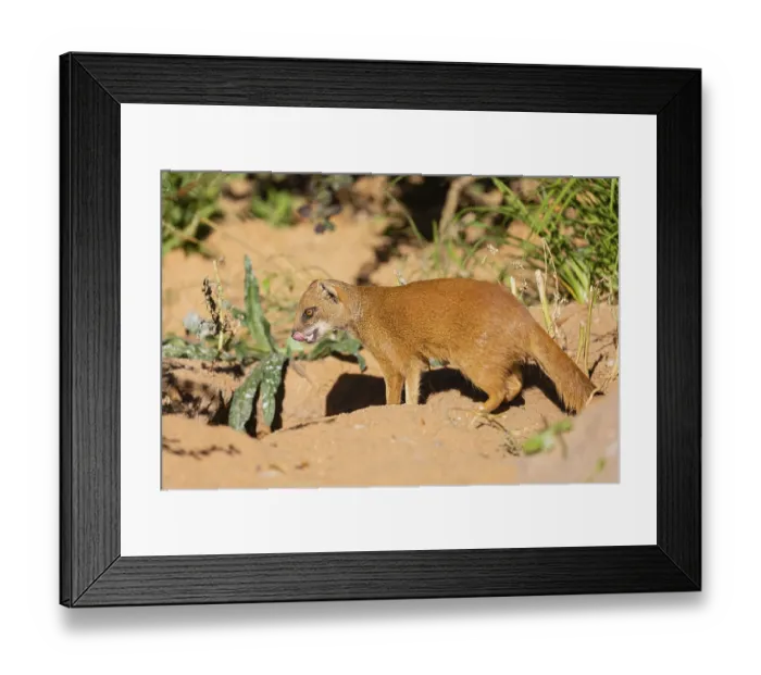 Framed Print : One yellow mongoose, Cynictis penicillata Framed Print : One yellow mongoose, Cynictis penicillata