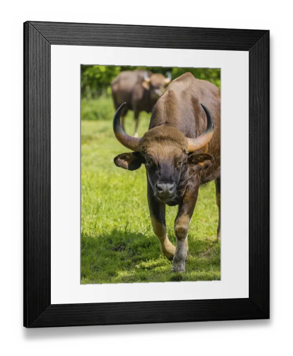 Framed Print : Portrait of a male Gaur (Bos gaurus gaurus) on a green meadow