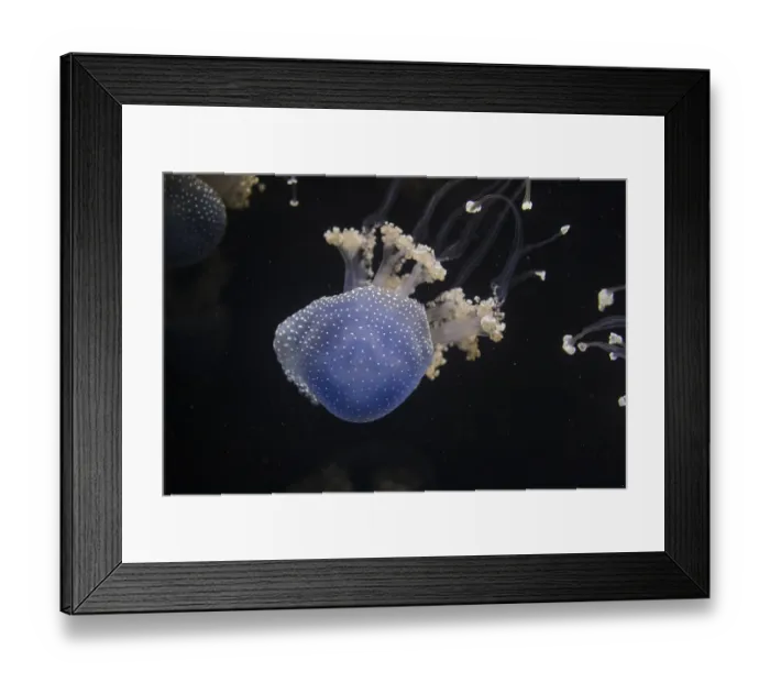 Framed Print : Jellyfish Phyllorhiza punctata