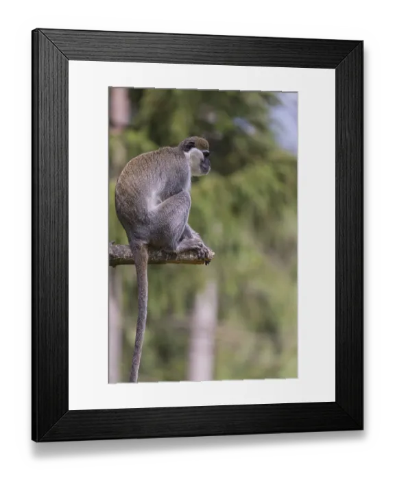 Framed Print : One grivet (Chlorocebus aethiops) sitting on the branch of a tree