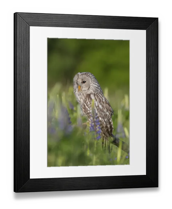 Framed Print : One Ural owl (Strix uralensis) sitting on a branch lying in a field of flowering lupines in late evening light Framed Print : One Ural owl (Strix uralensis) sitting on a branch lying in a field of flowering lupines in late evening light