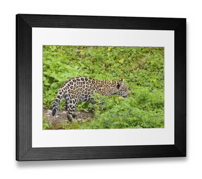 Framed Print : A female jaguar cub (Panthera onca) Framed Print : A female jaguar cub (Panthera onca)