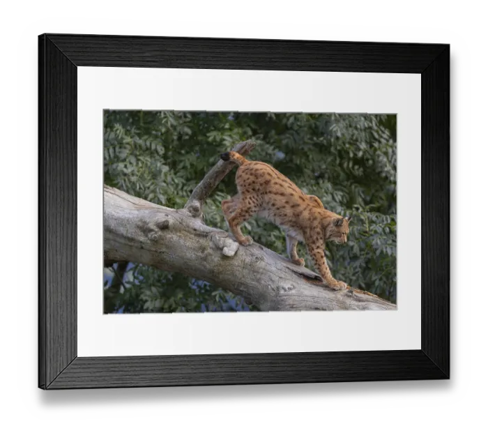 Framed Print : One Eurasian lynx, (Lynx lynx)
