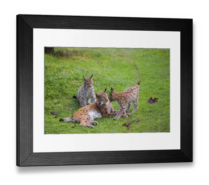 Framed Print : One female Eurasian lynx (Lynx lynx) plays with its two cubs on a green meadow