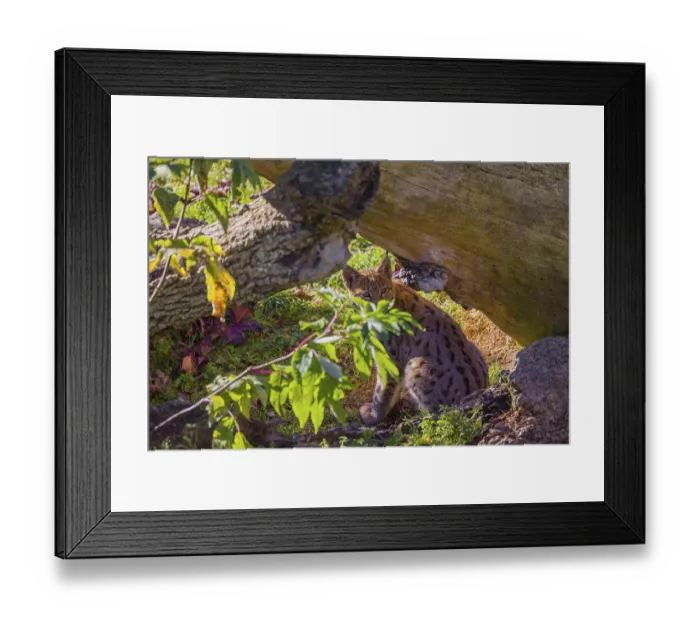 Framed Print : One young Eurasian lynx, (Lynx lynx)