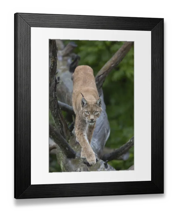 Framed Print : One Eurasian lynx, (Lynx lynx) Framed Print : One Eurasian lynx, (Lynx lynx)