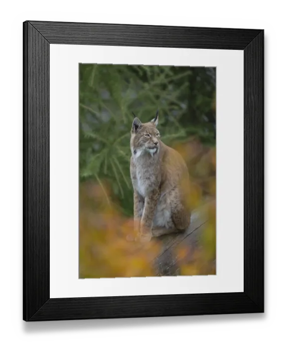 Framed Print : One Eurasian lynx, (Lynx lynx)