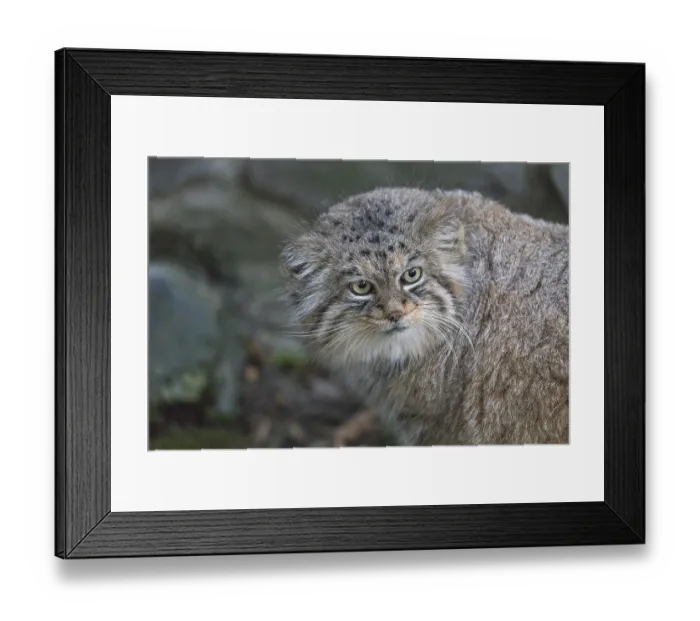 Framed Print : Portrait of a Pallas's cat (Otocolobus manul) or Manul