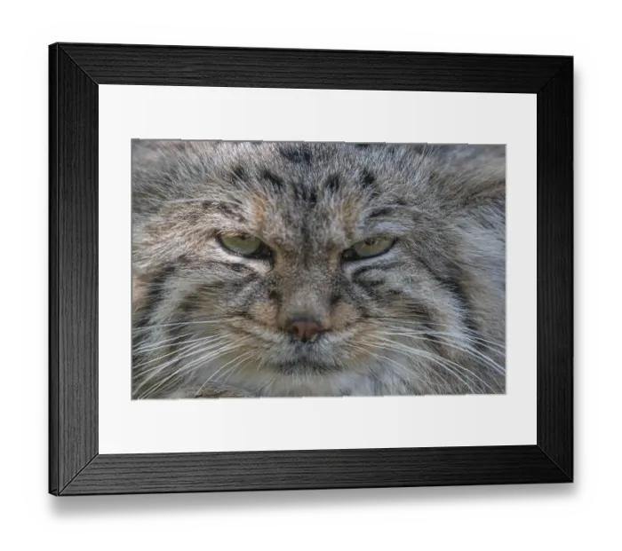 Framed Print : Portrait of a Pallas's cat (Otocolobus manul) or Manul
