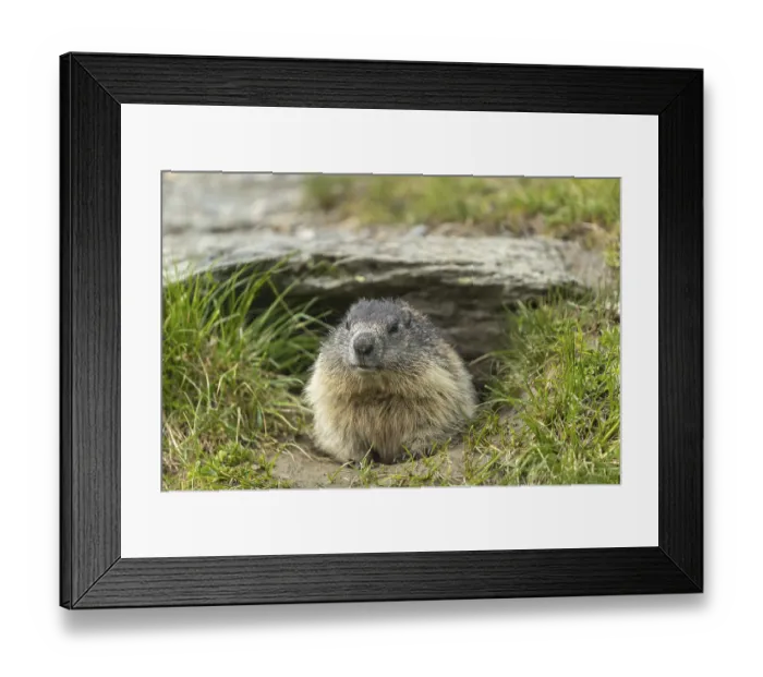 Framed Print : One adult Alpine Marmot, Marmota marmota Framed Print : One adult Alpine Marmot, Marmota marmota