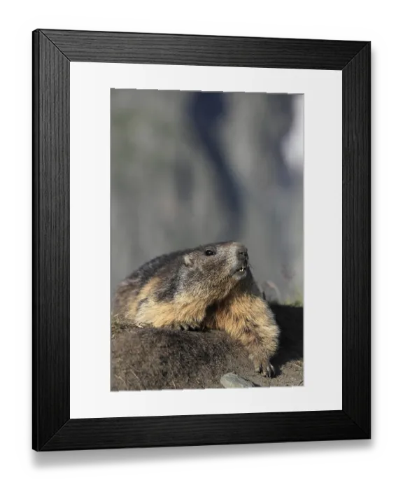 Framed Print : One adult Alpine Marmot, Marmota marmota