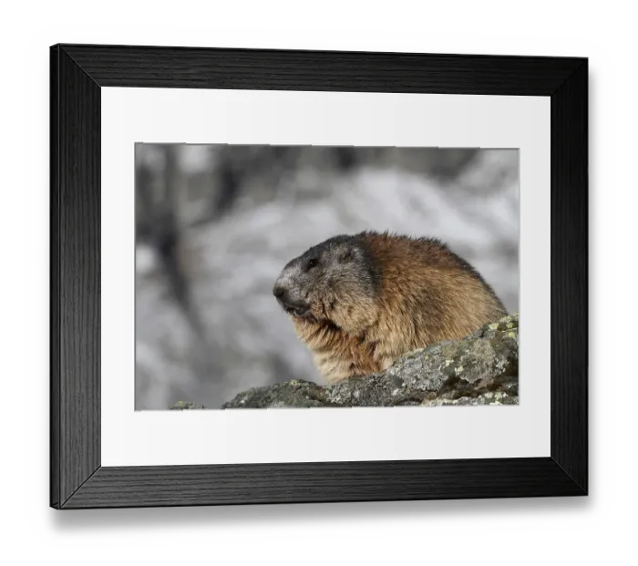 Framed Print : One adult Alpine Marmot, Marmota marmota Framed Print : One adult Alpine Marmot, Marmota marmota